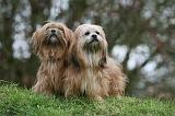 LHASSA APSO 227